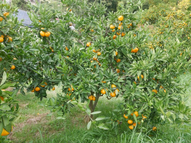 斜面にあるみかん