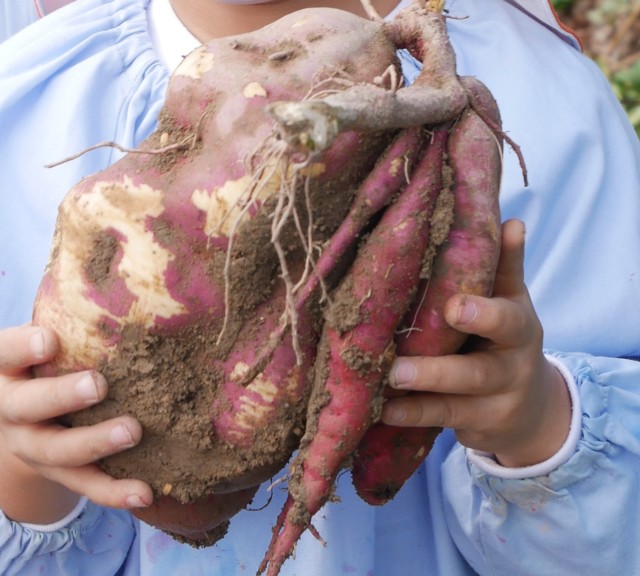 大きなお芋が掘れました！