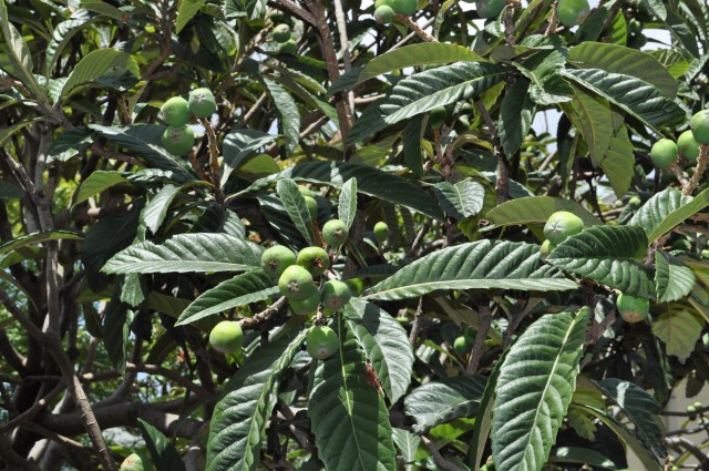 ビワの食べごろが待ち遠し今日この頃