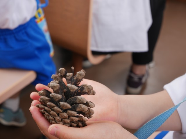 まつぼっくりもあったよ！