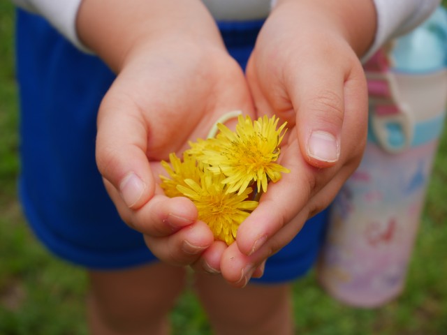 たくさん咲いていたよ、たんぽぽ。