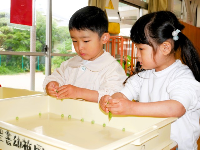 初めて豆を剥くから、どうやってやるの？友だちを観察して・・・