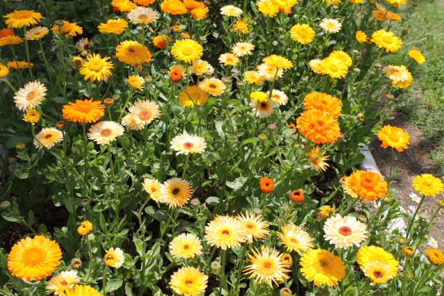 たんぽぽ組で浜寺公園の花摘み園に行きました！